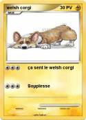 welsh corgi