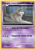 loup gris