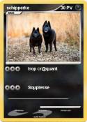 schipperke