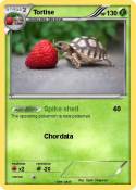 Tortise