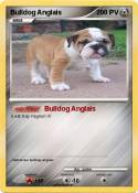 Bulldog Anglais