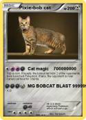 Pixie-bob cat