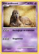 irish wolfhound