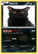 Black cat