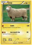 sheep