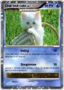Chat tout cute