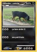 rottweiler /