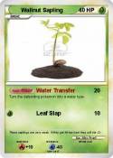 Wallnut Sapling