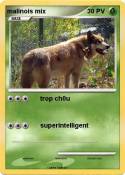 malinois mix
