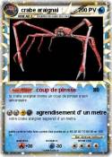 crabe araignai