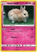 dwarf rabbit
