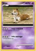 dingo