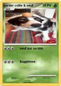 border collie