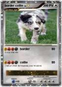 border collie
