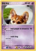 boy dog