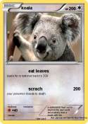 koala