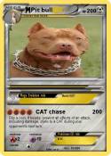 Pit bull