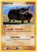 Tibetan Yak