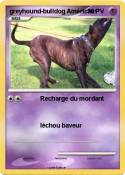 greyhound-bulldog