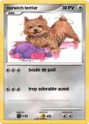 norwich terrier