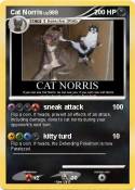 Cat Norris