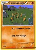 11 ORANGE CATS