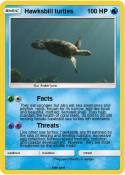Hawksbill turtl
