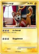 welsh corgi