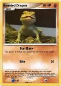 Bearded Dragon