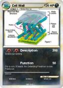 Cell Wall