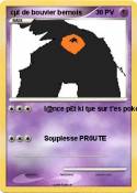 cµl de bouvier