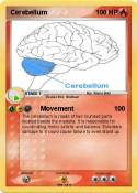 Cerebellum