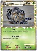 cheetah