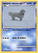 samyède-caniche