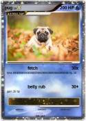 pug