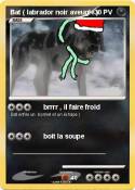 Bat ( labrador