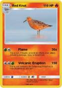 Red Knot