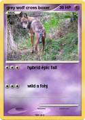 grey wolf cross
