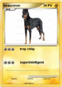 beauceron