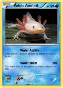 Adult Axolotl