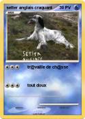 setter anglais