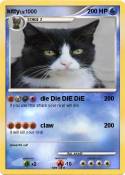 kitty