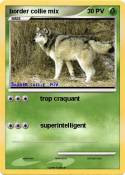 border collie