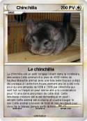 Chinchilla
