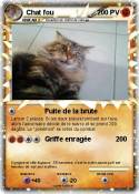 Chat fou