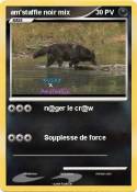 am'staffie noir