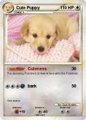 Cute Puppy