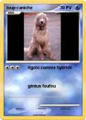loup-caniche
