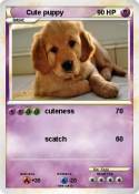 Cute puppy