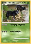 border collie